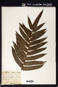 Blechnum capense image