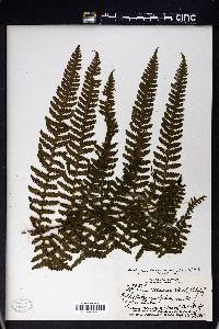 Deparia prolifera image