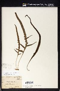 Phymatosorus scandens image