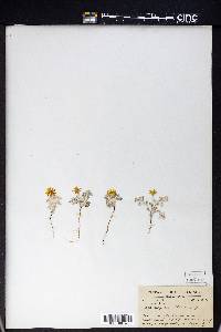 Eriophyllum wallacei image