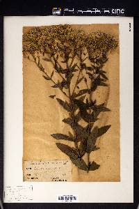 Eupatorium album image