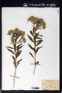 Eupatorium altissimum image