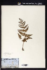 Polypodium punctatum image