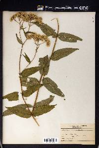 Eupatorium sessilifolium image