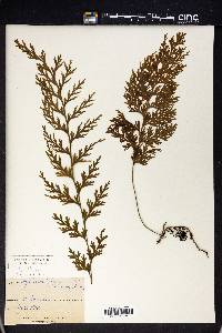 Hymenophyllum dilatatum image