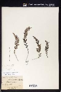 Hymenophyllum poolii image