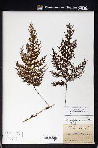 Hymenophyllum imbricatum image