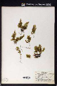 Hymenophyllum recurvum image