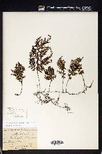 Hymenophyllum sanguinolentum image