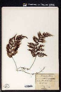 Hymenophyllum scabrum image