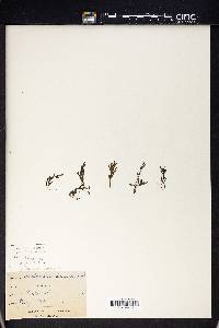 Trichomanes humile image