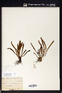 Notogrammitis billardierei image