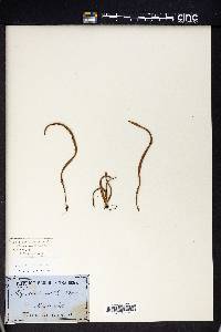 Notogrammitis billardierei image