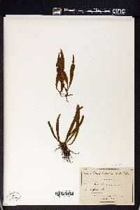 Notogrammitis billardierei image