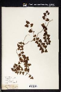 Lygodium scandens image