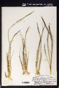 Deschampsia australis image