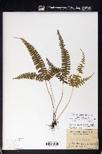 Lindsaea pulchra image