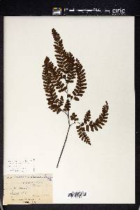 Adiantum cunninghamii image