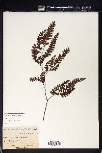 Adiantum affine image