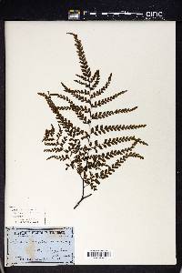 Adiantum formosum image