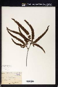 Adiantum hispidulum image