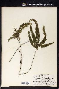 Adiantum hispidulum image