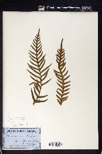 Pteris comans image