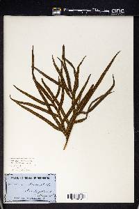 Pteris umbrosa image