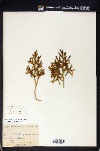 Lycopodium deuterodensum image