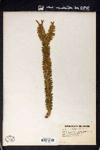 Lycopodium phyllanthum image