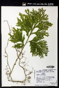 Selaginella willdenowii image