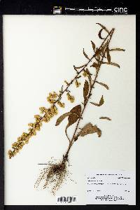 Solidago erecta image