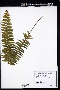 Nephrolepis exaltata image
