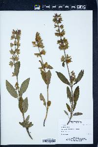 Salvia officinalis image