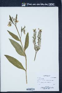 Symphytum officinale image