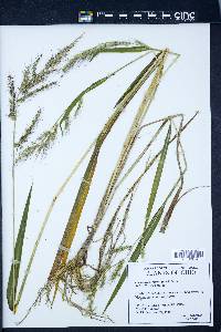 Echinochloa walteri image