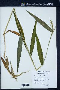 Panicum clandestinum image