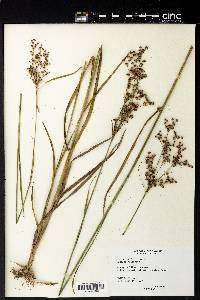 Juncus biflorus image