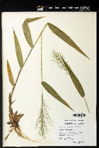 Panicum polyanthes image