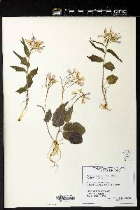 Cardamine douglassii image