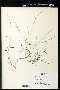 Muhlenbergia schreberi image