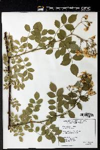 Rosa multiflora image