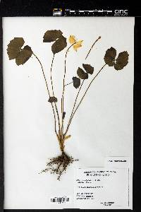 Jeffersonia diphylla image