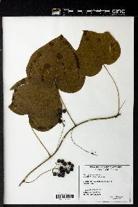 Menispermum canadense image