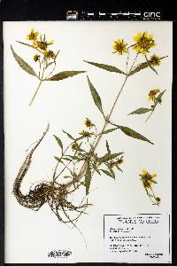 Bidens laevis image