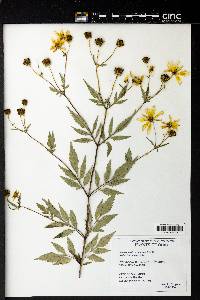 Bidens aristosa image