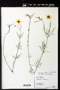 Coreopsis verticillata image