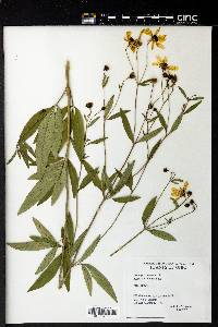 Coreopsis tripteris image