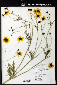 Coreopsis tinctoria image