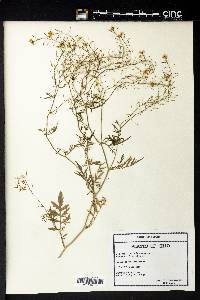 Sisymbrium altissimum image